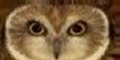 Owl Sanctuary